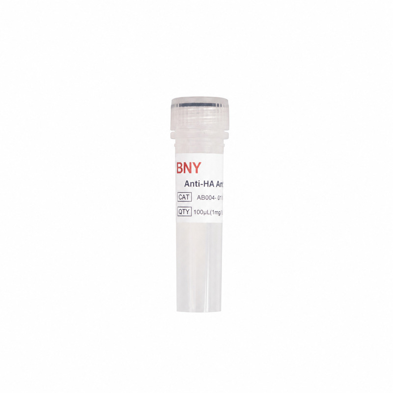 Anti-HA Antibody