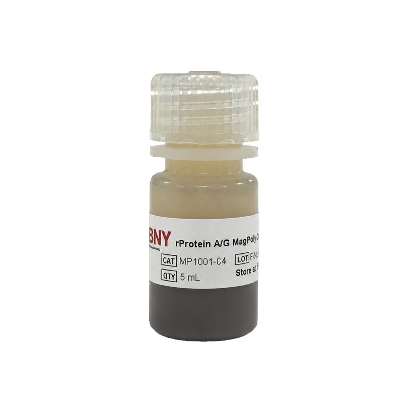 rProteinA/G 磁珠 (聚合物)