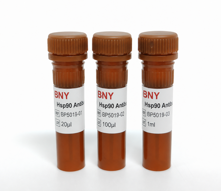 Anti Hsp90 Antibody-HRP