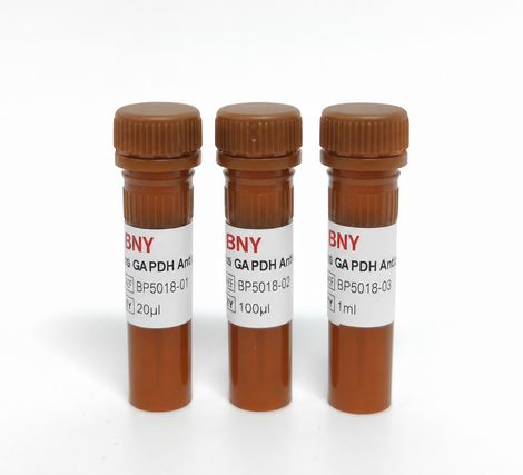 Anti GAPDH Antibody-HRP