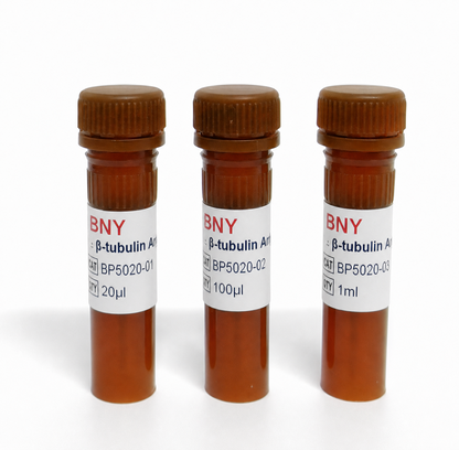 Anti β-tubulin Antibody-HRP