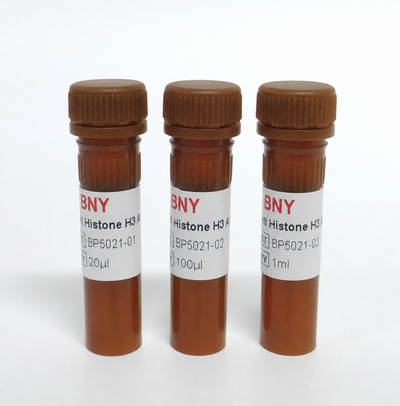 Anti Histone H3 Antibody-HRP
