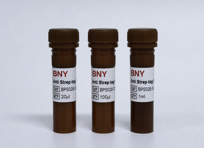 Anti Strep-tag II Antibody-HRP