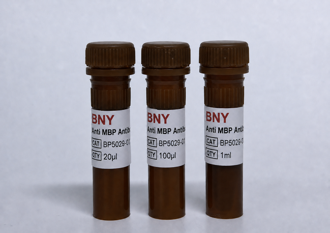 Anti MBP Antibody-HRP
