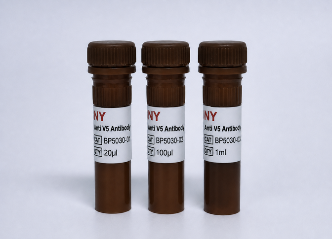 Anti V5 Antibody-HRP